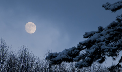 フリー写真素材|自然・風景|月|樹木|雪|スウェーデン|