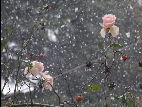 neve e rosa
