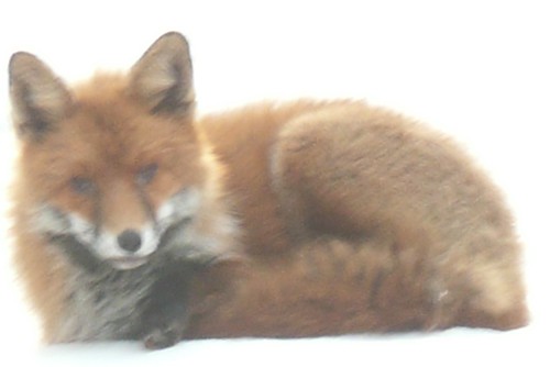 The Fox Wakes Up!