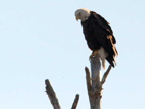Bald Eagle 20101221