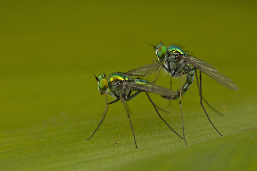 ... Long-Legged Fly mating ... 