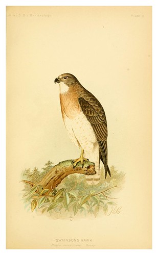 021-Gavilán de Swainson- The hawks and owls of the United States..1893- Albert Kenrick Fisher