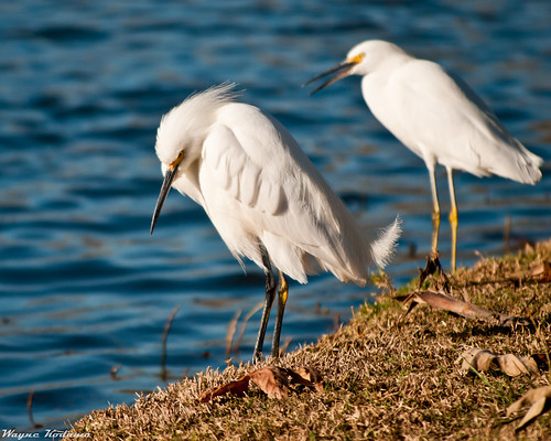 273/365 - Birds at Santee Lakes