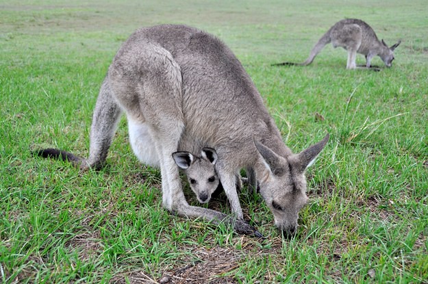 2010 October kangaroos