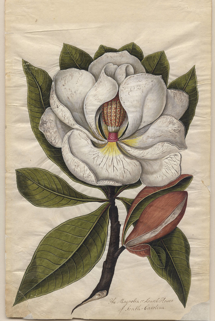 Magnolia or Laurel-Flower