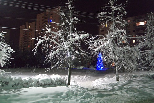 Winter night trees ©  Mikhail Kryshen