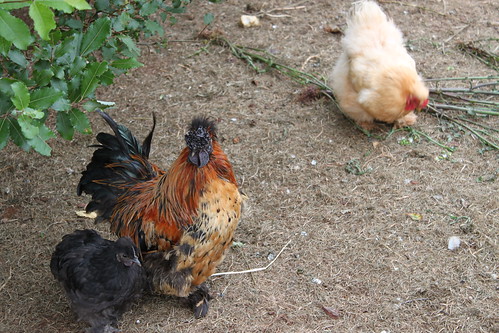 Furry foot chickens!