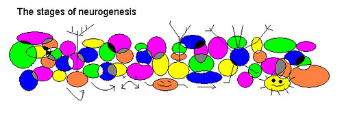 the stages of neurogenesis