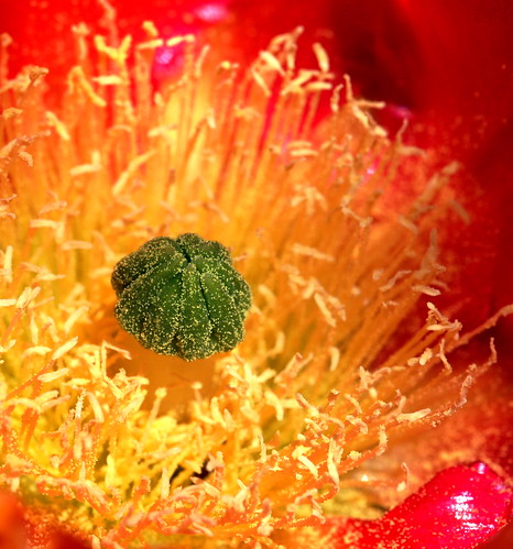 Cactus flower macro
