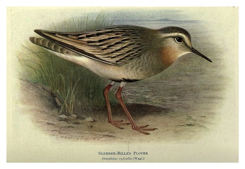 018-Zarapito de pico chorlo-Birds of La Plata 1920- William Henry Hudson 