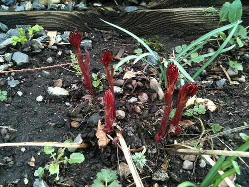 Mystery Red Shoots