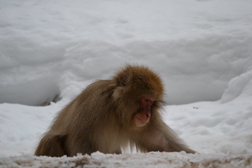 Snow monkey
