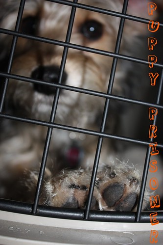 Puppy Prisoner
