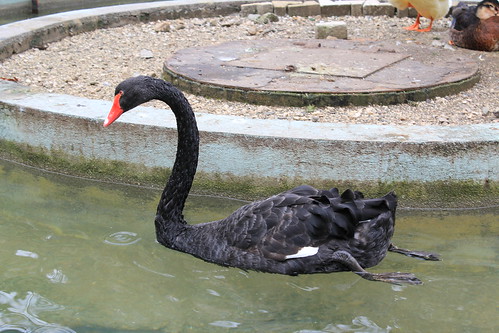 Un cisne negro no Posío