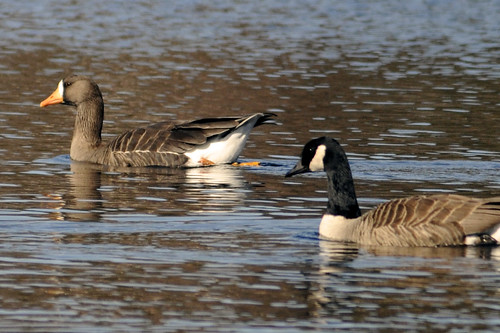 greater white fronted goose Sharon two 3 17 2011