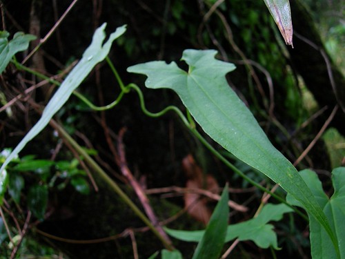 <br><br><br><br>Ejemplar de <i>Dioscorea auriculata</i> creciendo en un bosque nativo de la costa de Lebu, Región del Biobío.