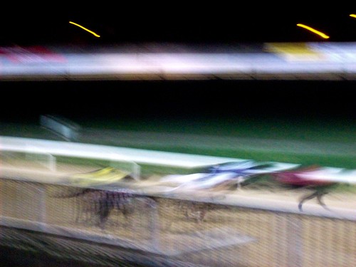 greyhounds so fast the camera can't keep up