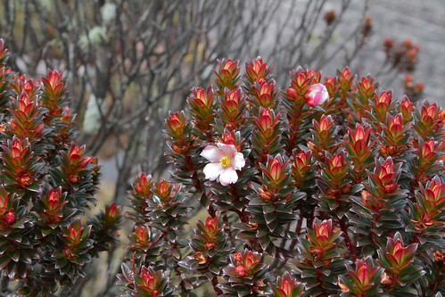 Bonnetia roraimae (Bonnetiaceae)