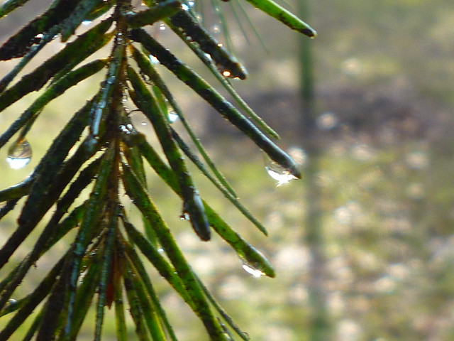 pine drop