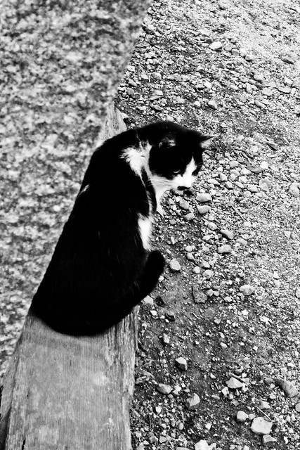 Today's Cat@2011-02-07
