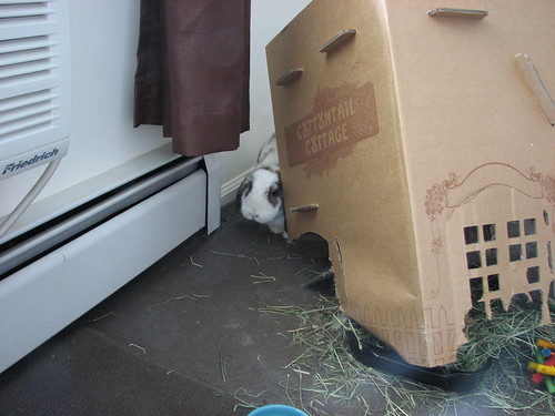 betsy peeks around from behind the toppled cottontail cottage