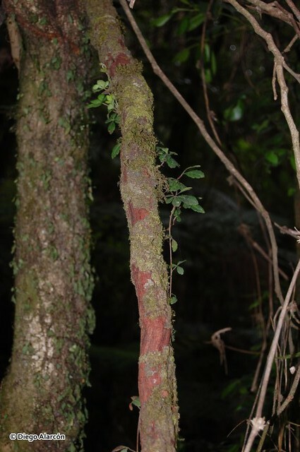 <br><br><br><i>Cissus striata</i> es una trepadora leñosa. sus vástagos forman crecimiento secundario en grosor, adquiriendo un leño de forma irregular y de corteza colorada, como se aprecia en la imagen, tomada en el Monumento Natural Contulmo, Región de la Araucanía.