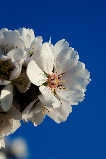 First Almond Blossoms of the Year