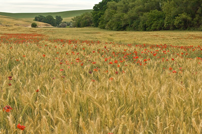 River of poppies 4602