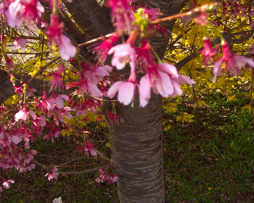 Japanese Kwanza Cherry Branch