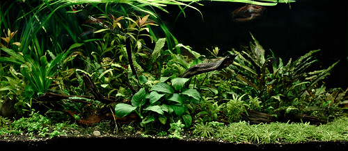 Aquaone 1: plants rearranged