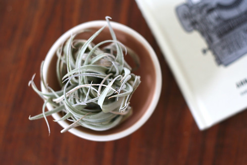 air plant in pot