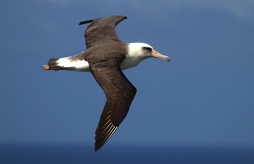 Laysan Albatross by toryjk