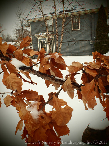 The rustle of the colorful oak leaves - Landscaping for Winter Interest - the ART of Landscape Design