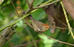 山紅頭，2009-2010調查分布第二廣泛的鳥。圖片來自：特生中心/陳華香。