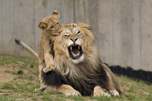 National Zoo's Lions Celebrate Spring's Arrival