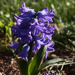 A Little Bit of Spring: The First Hyacinth in Our Garden This Year  by Cobra_11