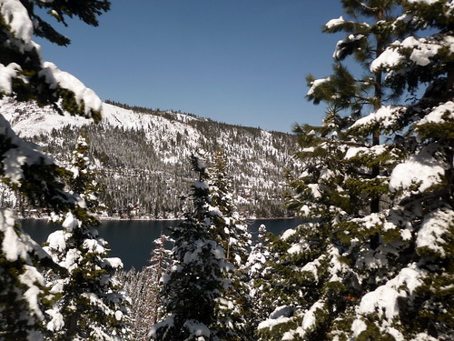 Snow covered trees on Donner Lake, California, United States of America