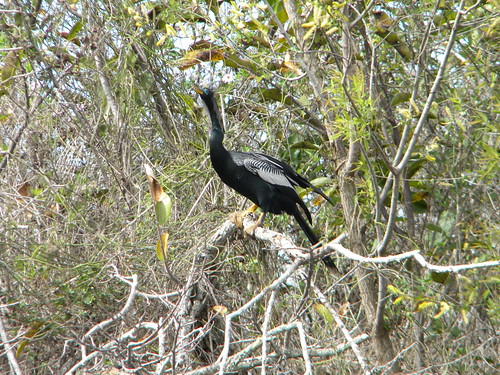 Everglade birds-7