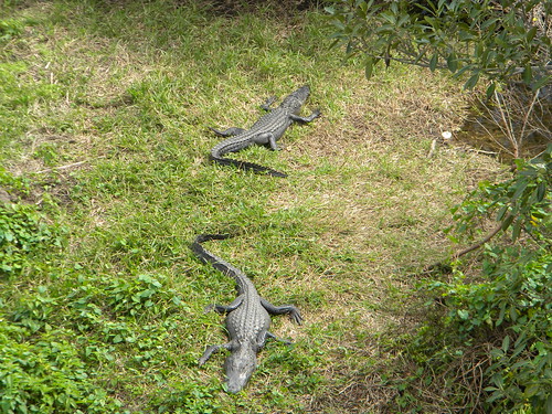 Everglades Alligators-3