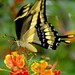 Borboletas - Papillons  -  Butterflies - Fotos: Rê Sarmento