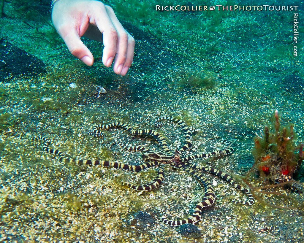 A divemaster waves to distract a mimic octopus on the sandy bottom in the Lembeh Strait
