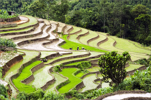 Hard-working day on the terraced fields