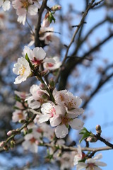 Almond Blossoms, So Sweet