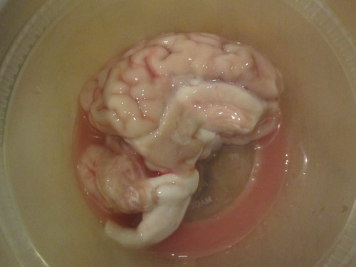 Pig brains