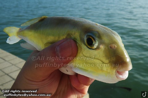 Green Rough-backed Pufferfish - Lagocephalus lunaris