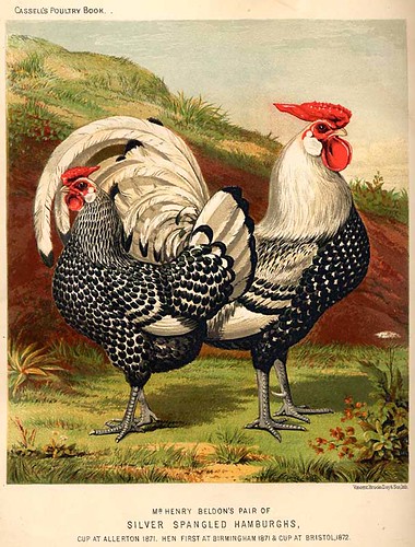 016-The illustrated book of poultry. With practical scheduals…1890-Lewis Wright