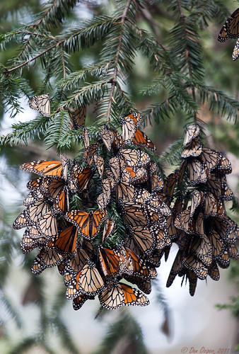 Overwintering Monarch Cluster