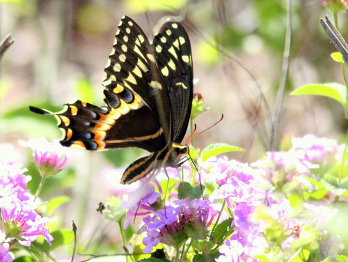 Black Swallowtail 20110313