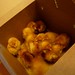 Opening Day for Chicks!