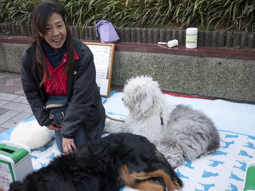 Therapy dogs (and human) raising money in Yokohama, Japan